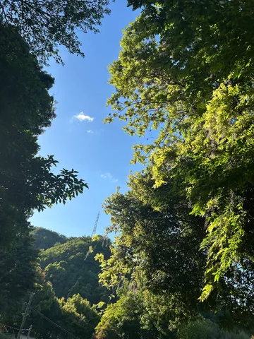 木漏れ日と夏の空