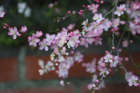 可憐に咲く桃色の花
