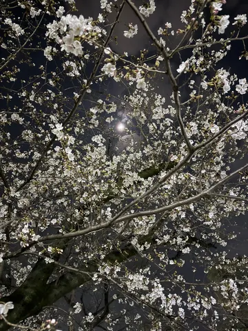月夜に咲く、儚き桜の綾