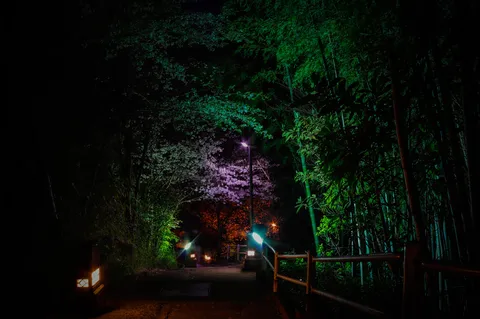 夜の灯と緑の小道