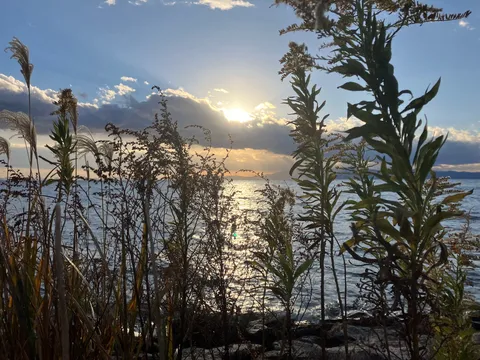 夕暮れに揺れる水辺の植物