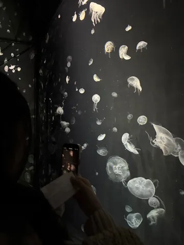 神秘的なクラゲたちの水中散歩
