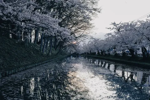 桜並木と水辺の静寂