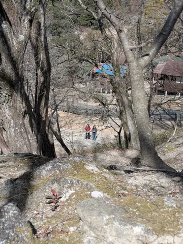 見下ろす枯れ木と地上の人々