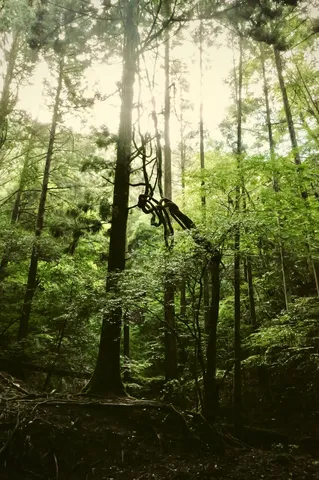 森の中で光と影が踊る