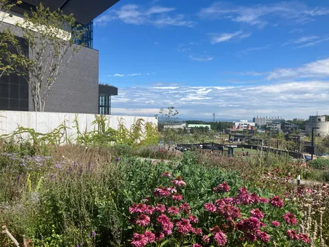 青空と花の庭風景