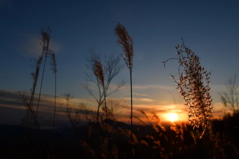 夕暮れ、草の囁き