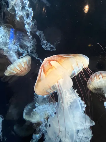 深海の幻想、クラゲの舞