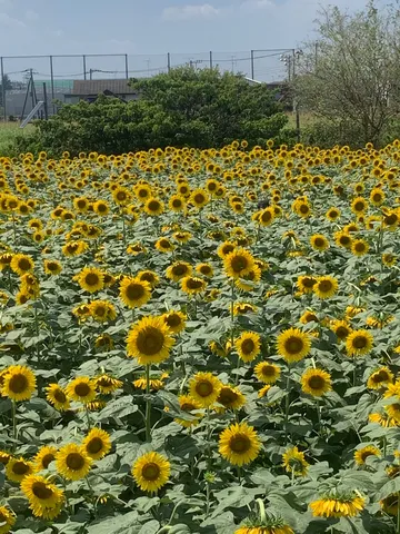 ひまわり畑の海、抜けるような青空
