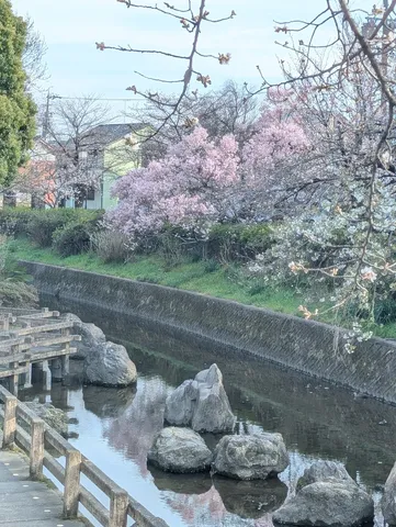 春を映す水面と桜
