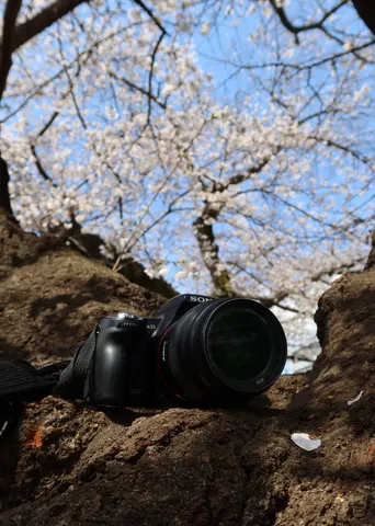 桜とカメラ、春の訪れ