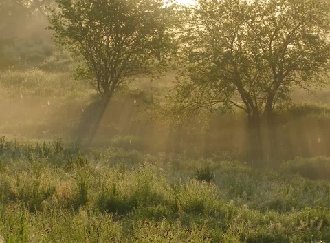 朝靄に光が差し込む幻想的な風景