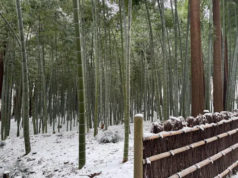 雪化粧した竹林の静寂
