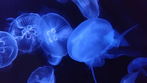 青に溶ける命の舞