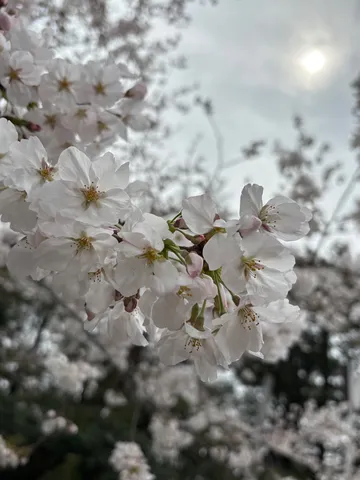 淡く、春の息吹