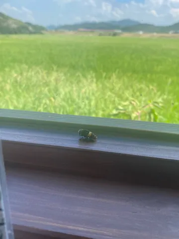 窓辺に宿る緑の風