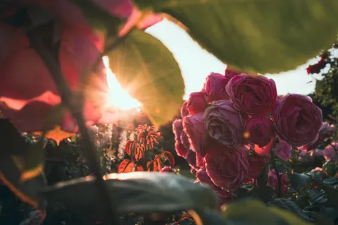 夕陽に輝くピンクの薔薇たち