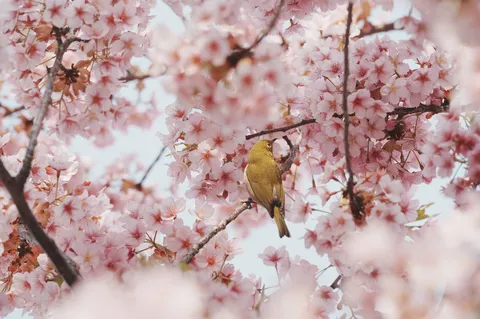 桜と小鳥の春色グラデーション