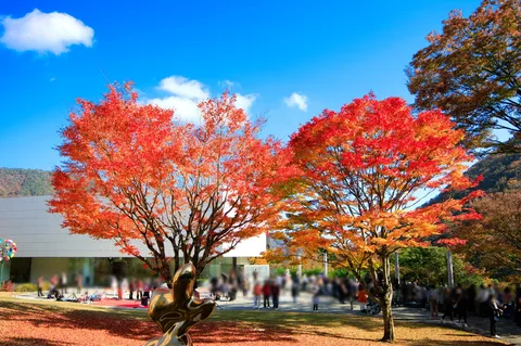 煌めく紅葉と青い空