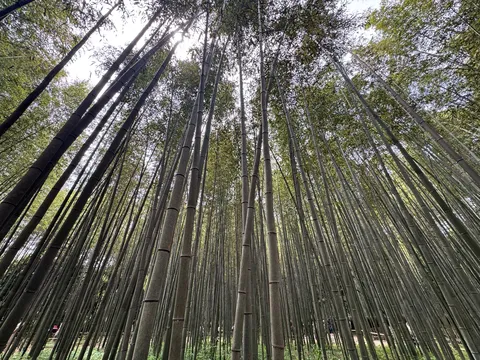 天まで届け！竹林の緑のトンネル