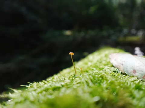 苔の上の小さなきのこ
