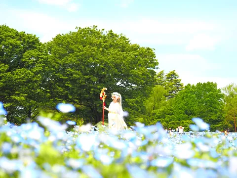 青花と光が揺れる風景