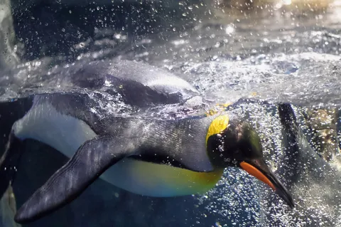 水中を滑るペンギン