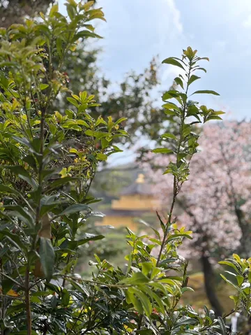 新緑と黄金の寺院