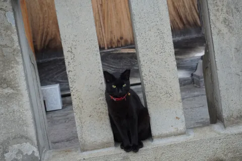 緑の瞳が映える黒猫