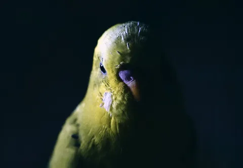 闇夜に浮かぶ緑の眼差し
