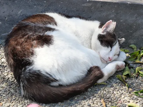 お昼寝の天才猫