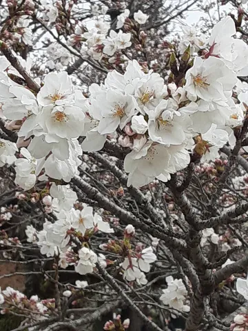 満開の桜、春の訪れ
