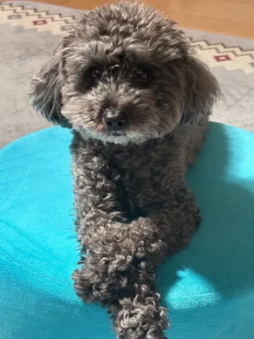 わんこのあみあみ模様