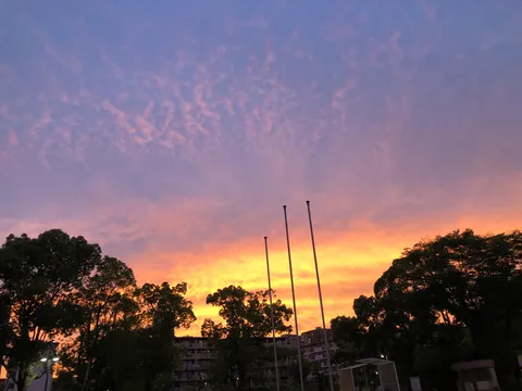 燃えるような夕空と街路樹