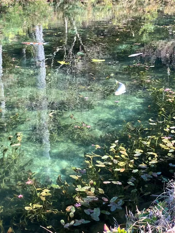水底の鯉と蓮の葉