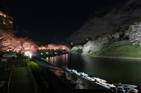 夜桜とボート、幻想的な水路散歩