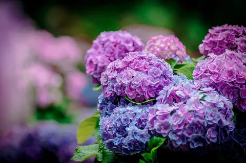 グラデーションが美しい紫陽花