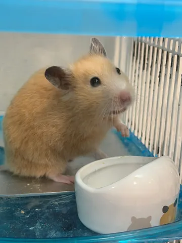 あら、お水？