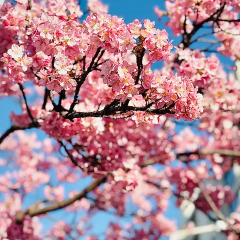 春告げる桜色の息吹
