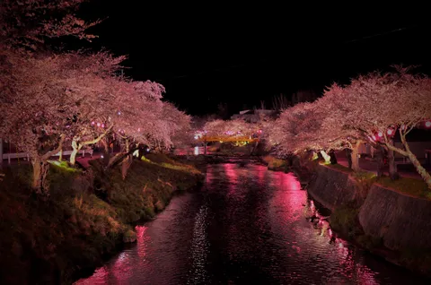 桜と川の夜間パレード