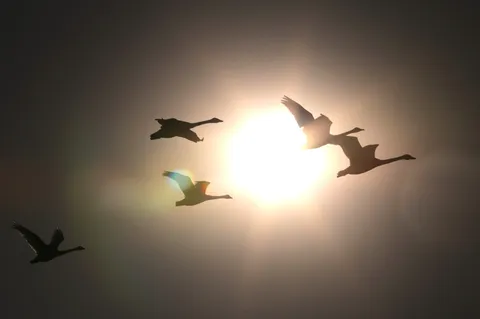 太陽と渡り鳥の飞翔