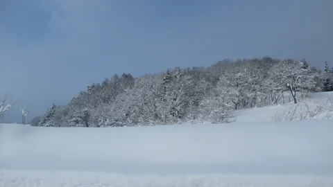 森が白く染まる静寂