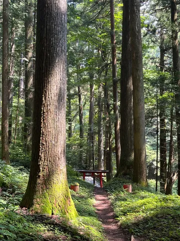 静寂の森、鳥居への誘い