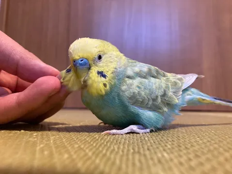 優しく触れる指と、鳥の表情