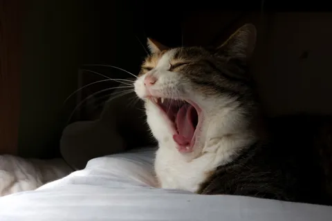 猫のあくび、光と影のコントラスト