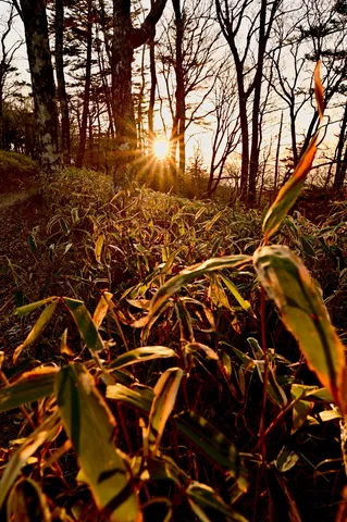 夕暮れの林に光が差す