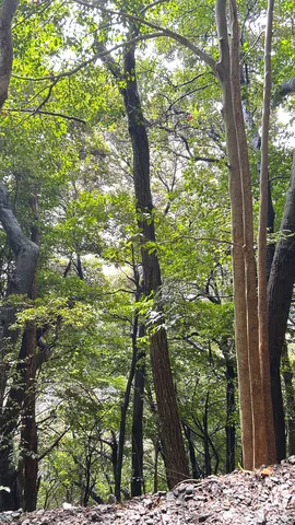 木漏れ日と静寂の森