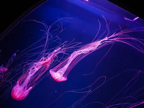 幻想的なクラゲの水中散歩