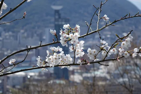 春風に舞う桜、街並みを背景に