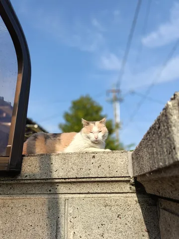 陽だまりの猫と静かな時間
